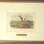 Harris Marmot Squirrel – California Meadow Mouse Plate No. CLIV