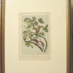 Hudson Bay Squirrel – Chickasee Red Squirrel Plate No. XIV