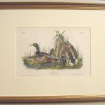 Mallard Plate No. 385