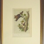 Oregon Flying Squirrel Plate No. XV