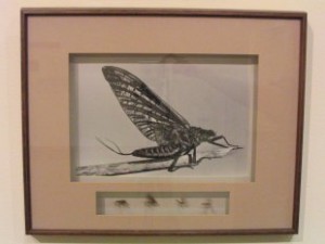 Flies and drawing by Richard Bunsee "Calling fly-fishing a hobby is like calling brain surgery a job." ~ Paul Schullery (1987)