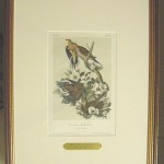 Carolina Turtle Dove Plate No. 286