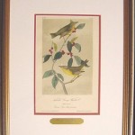 Nashville Swamp Warbler Plate No. 113