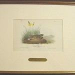 Nuttall’s Whip Poor Will Plate No. 495
