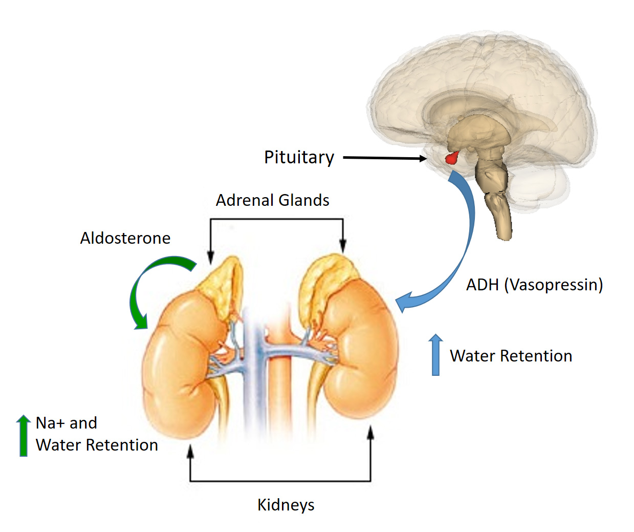 Image result for homeostatic organs in man