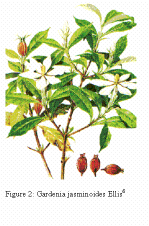 Text Box:  

Figure 2: Gardenia jasminoides Ellis6
